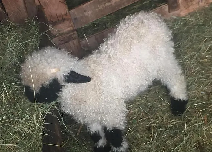 Memory Lägenhet Zermatt