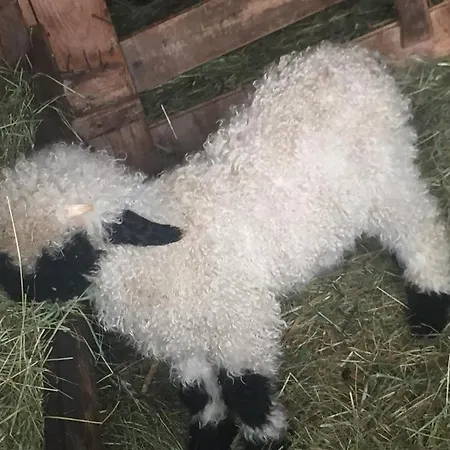 Memory Διαμέρισμα Ζερμάτ