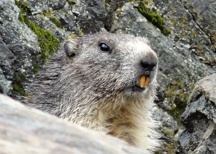 Memory * زيرمات